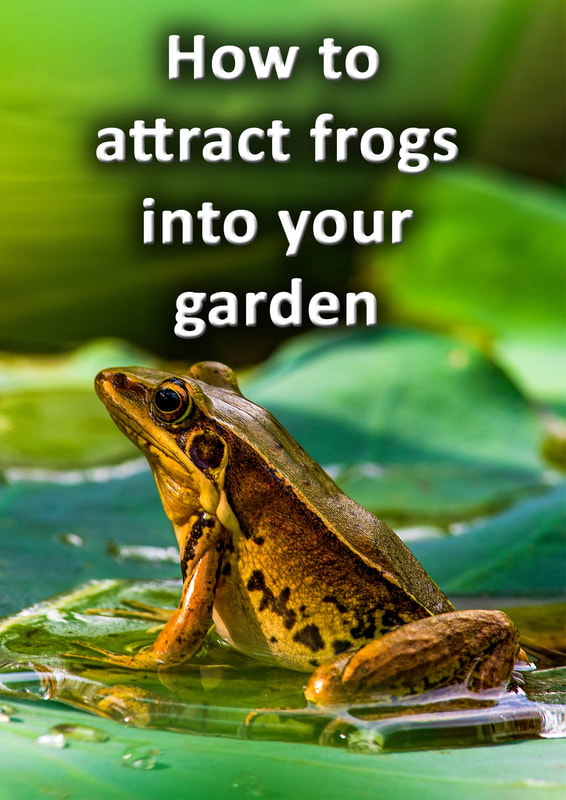 Best flower frogs: what they are and how to use them - Gardens Illustrated