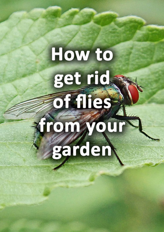 How to Get Rid of Flies on Your Outdoor Patio