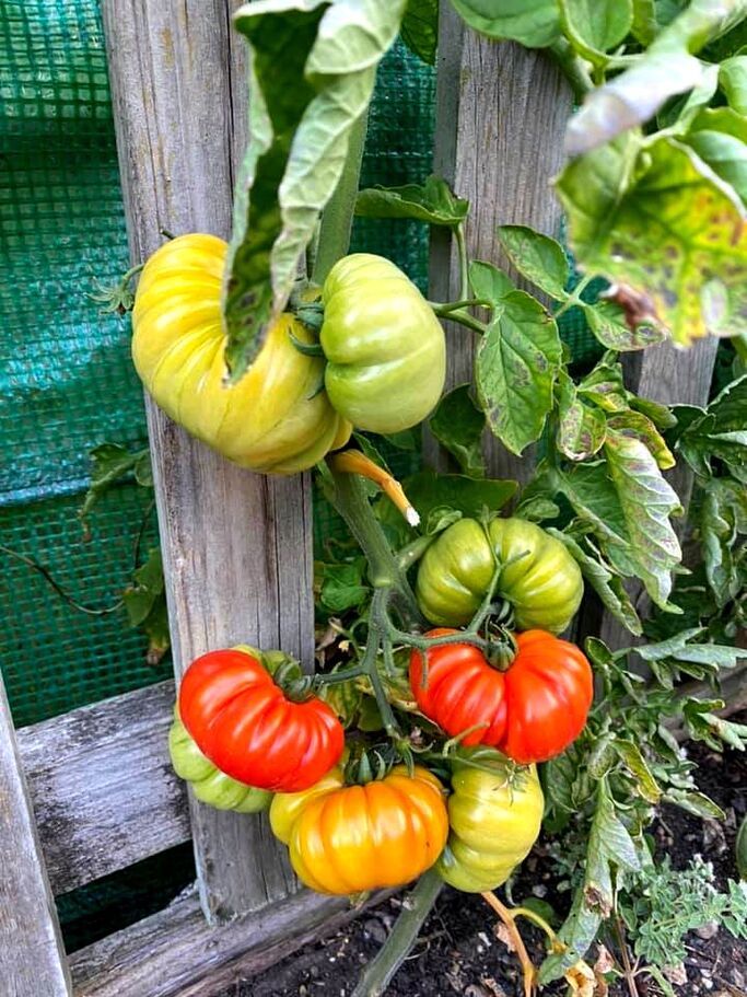 Tomatoes on fence