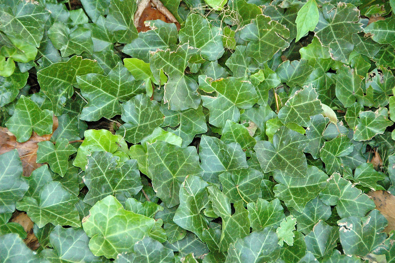 Ivy ground cover