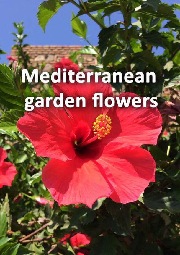 Mediterranean garden flowers