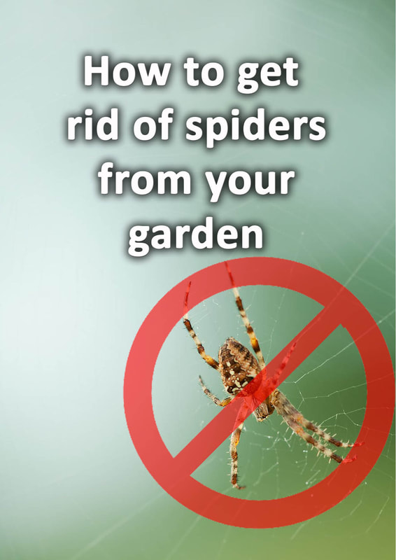 How to get rid of spiders from your garden