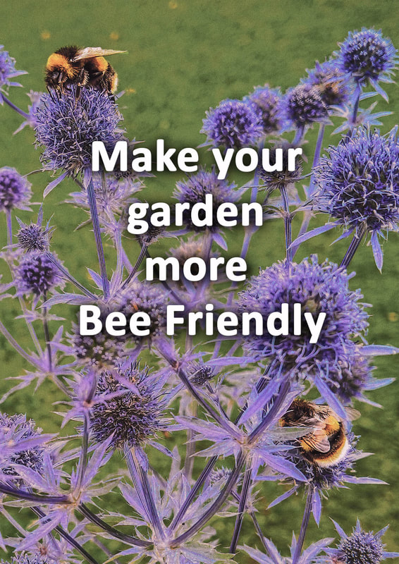 How to make your garden bee friendly