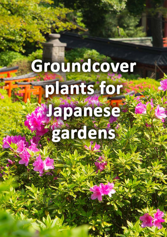 Ground cover plants for Japanese gardens 