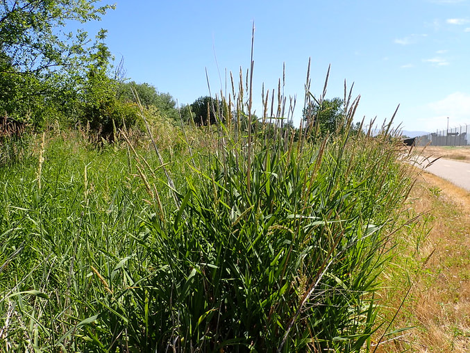 Reed canary grass