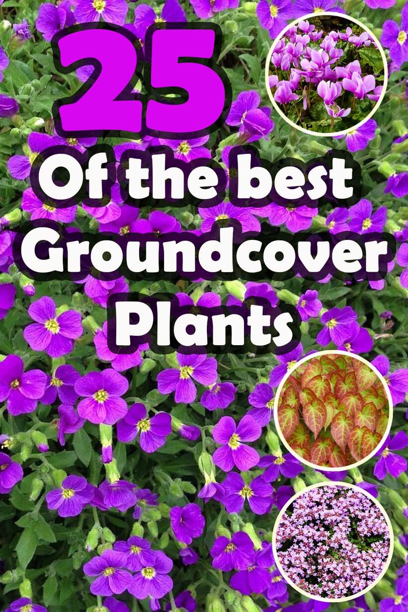 groundcover plants
