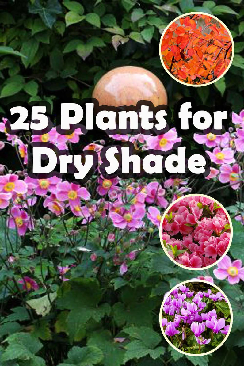 Plants for dry shade