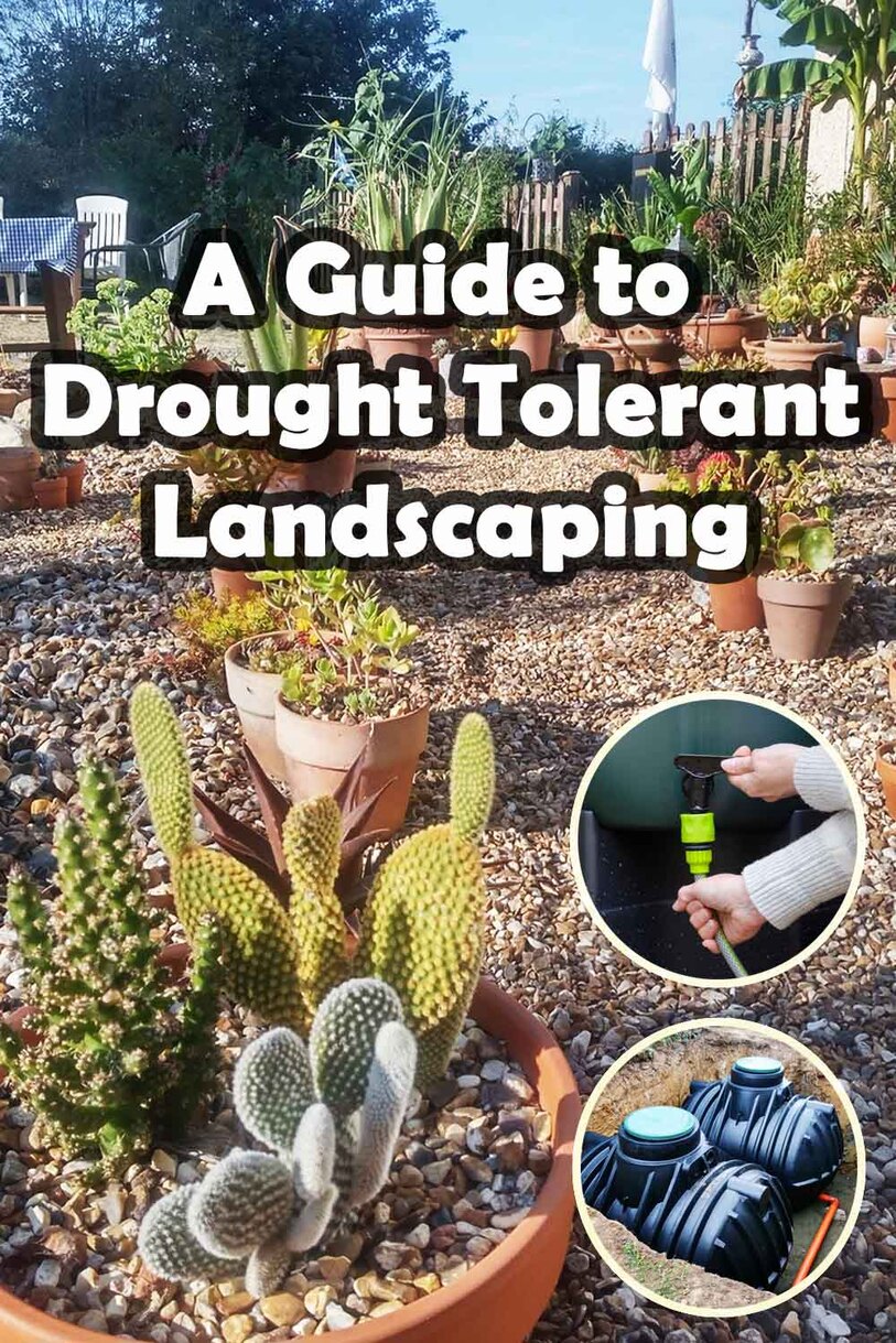 Drought tolerant landscaping