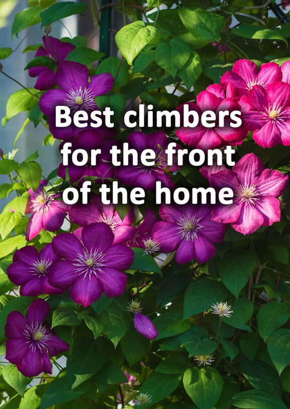 Best climbers for the front of the home