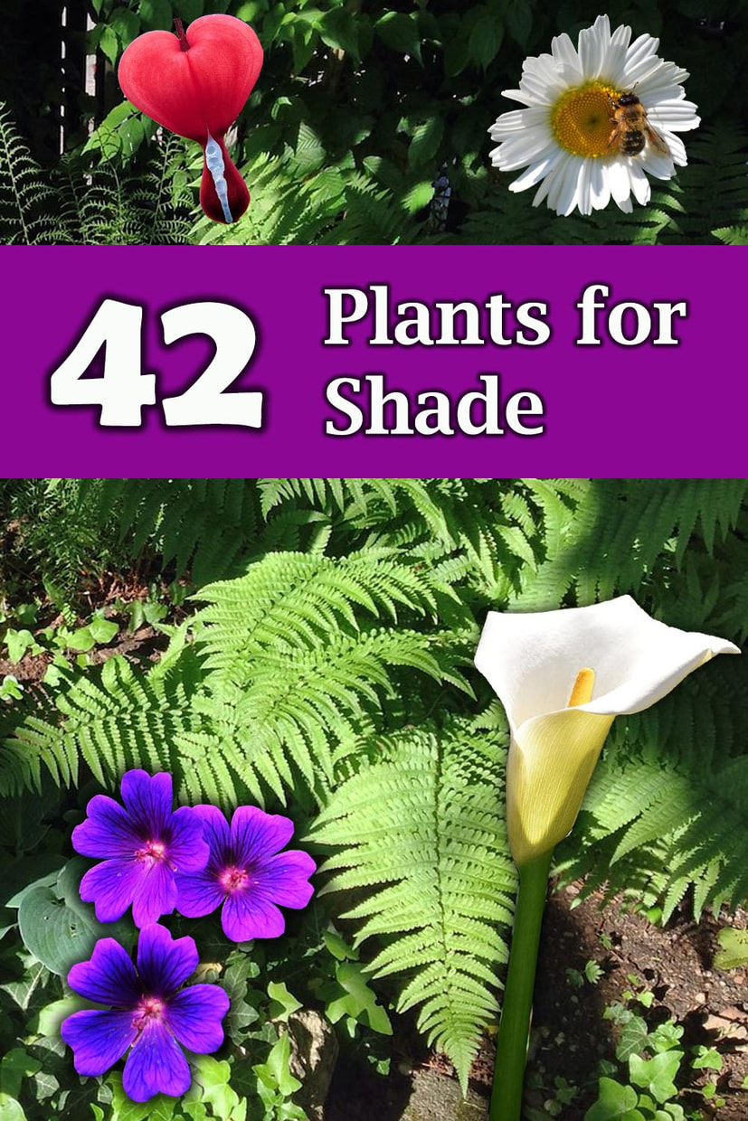 Plants for shade
