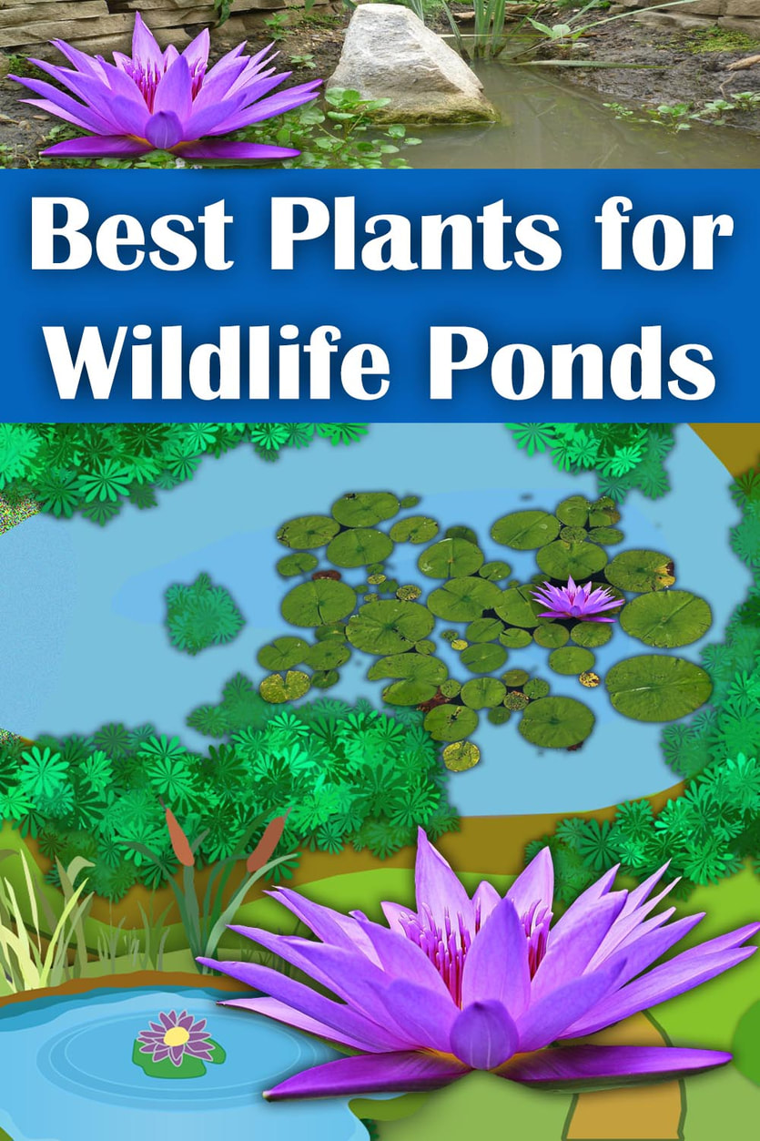 Best plants for wildlife ponds