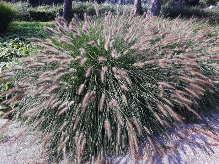 Chinese fountain grass