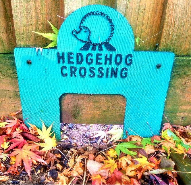 hedghog crossing