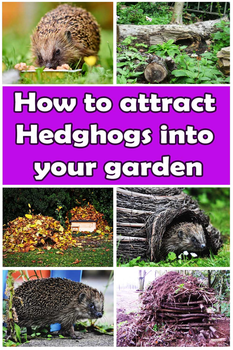 How to attract hedgehogs into your garden 