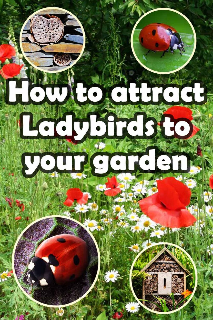 How to attract Ladybirds
