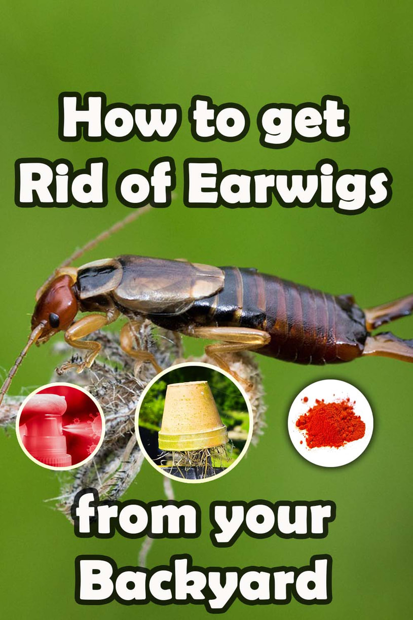 How to get rid of earwigs from your garden naturally