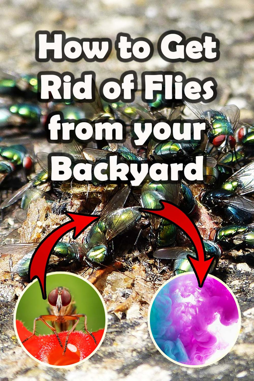 How to get rid of flies from your backyard