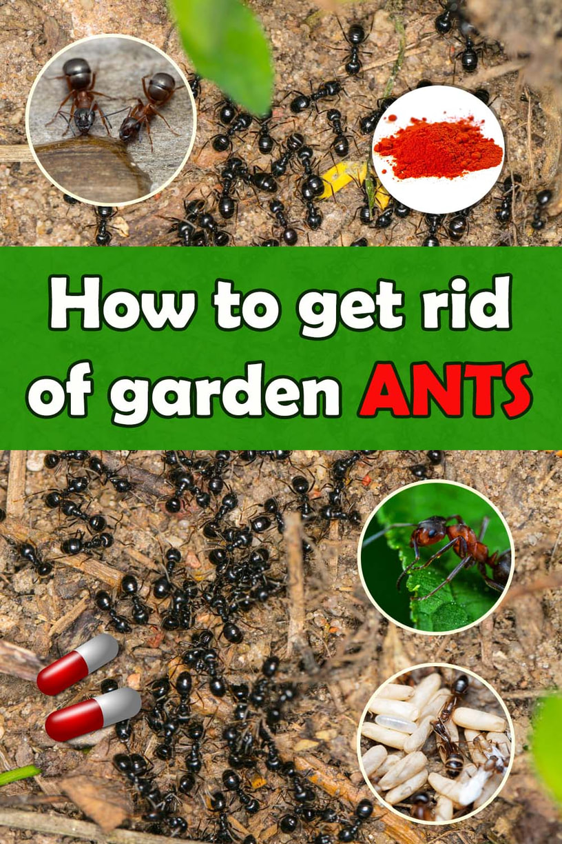 How to get rid of garden ants