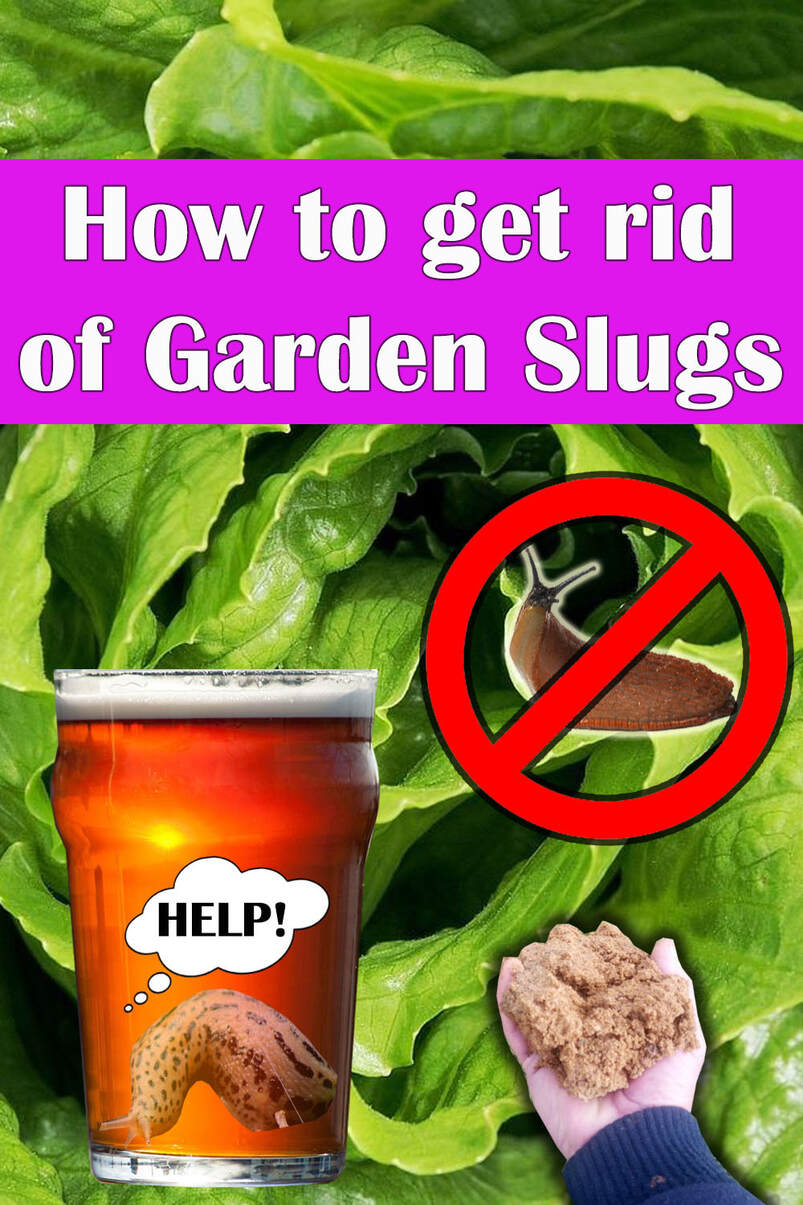 How to get rid of slugs