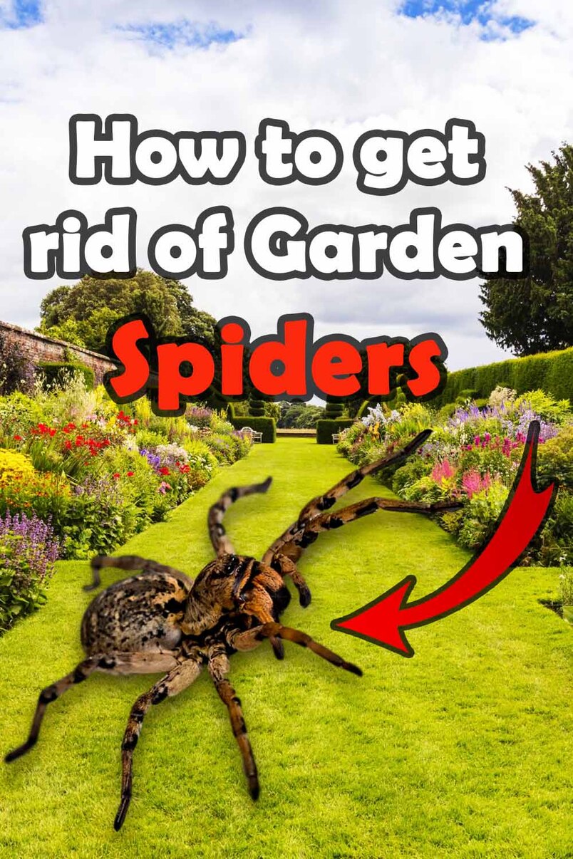 How to get rid of garden spiders