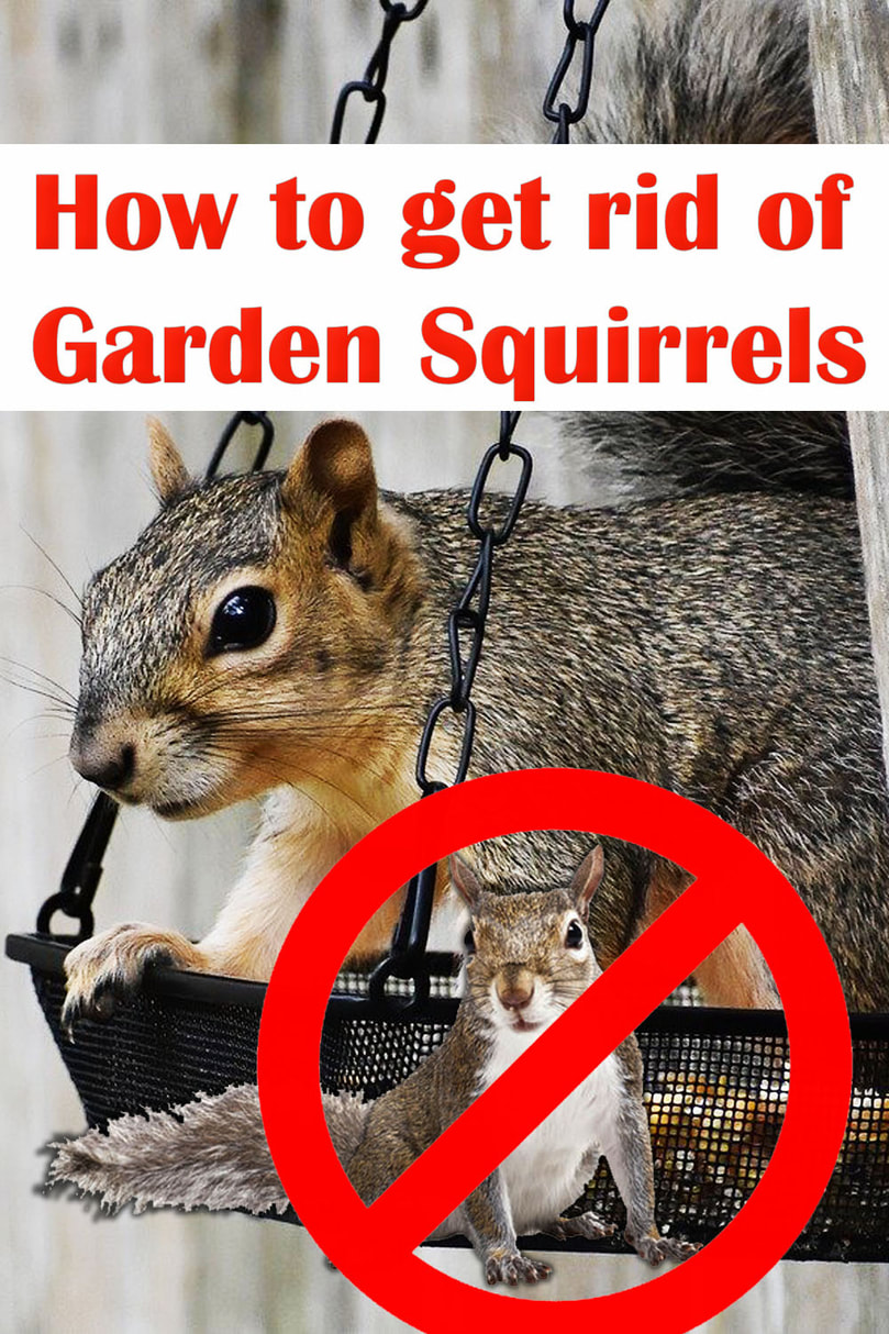 How to get rid of garden squirrels