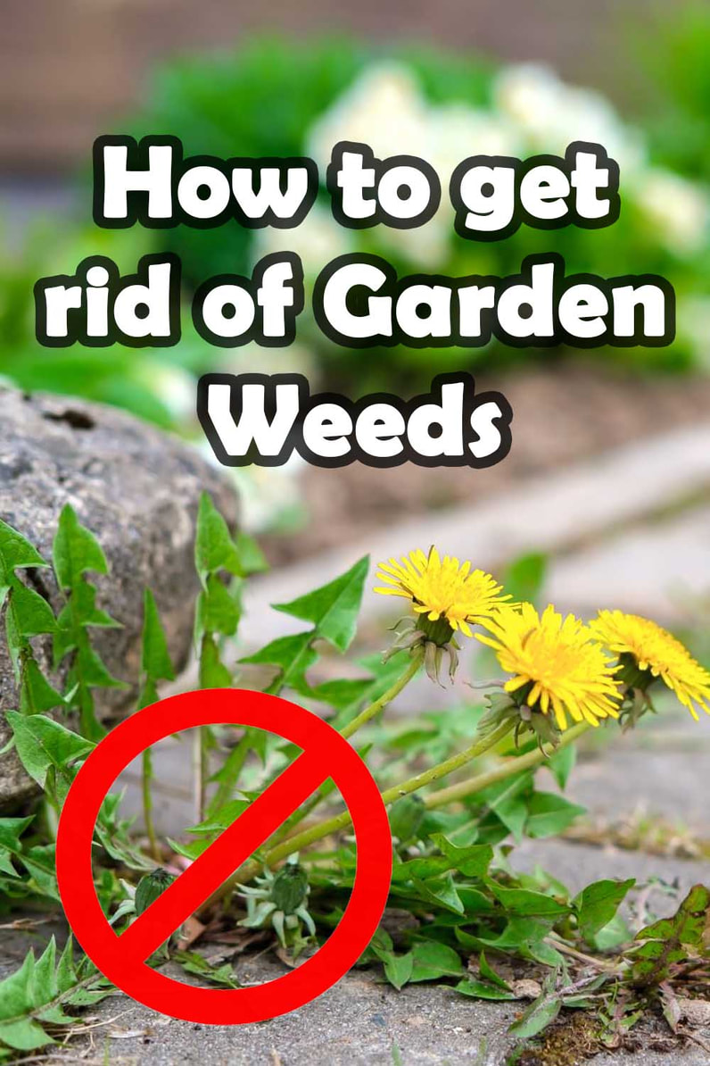 How to get rid of garden weeds