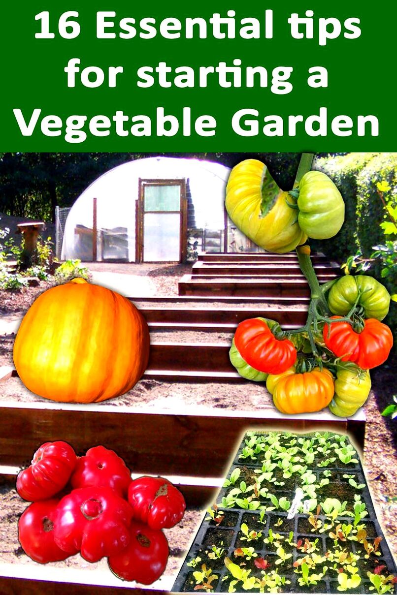 How to make a vegetable garden