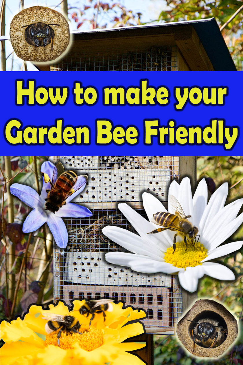 How to make a bee friendly garden