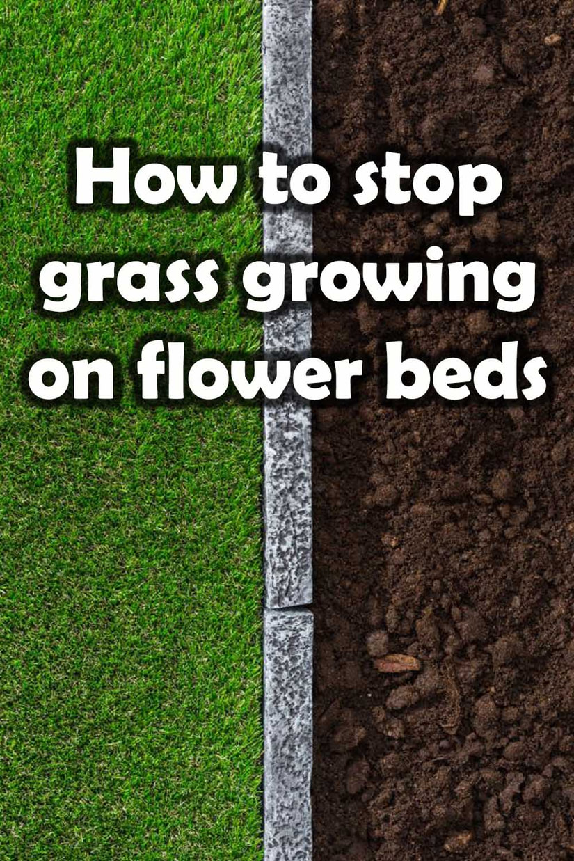 How to stop weeds growing on flower beds