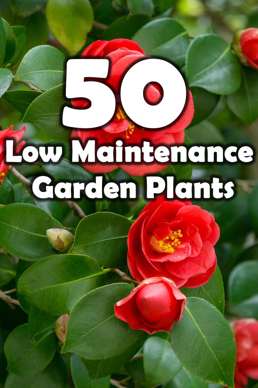low maintenance garden plants 