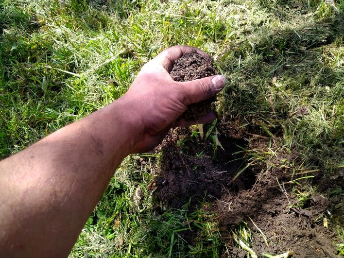 Adding soil to meadow seed