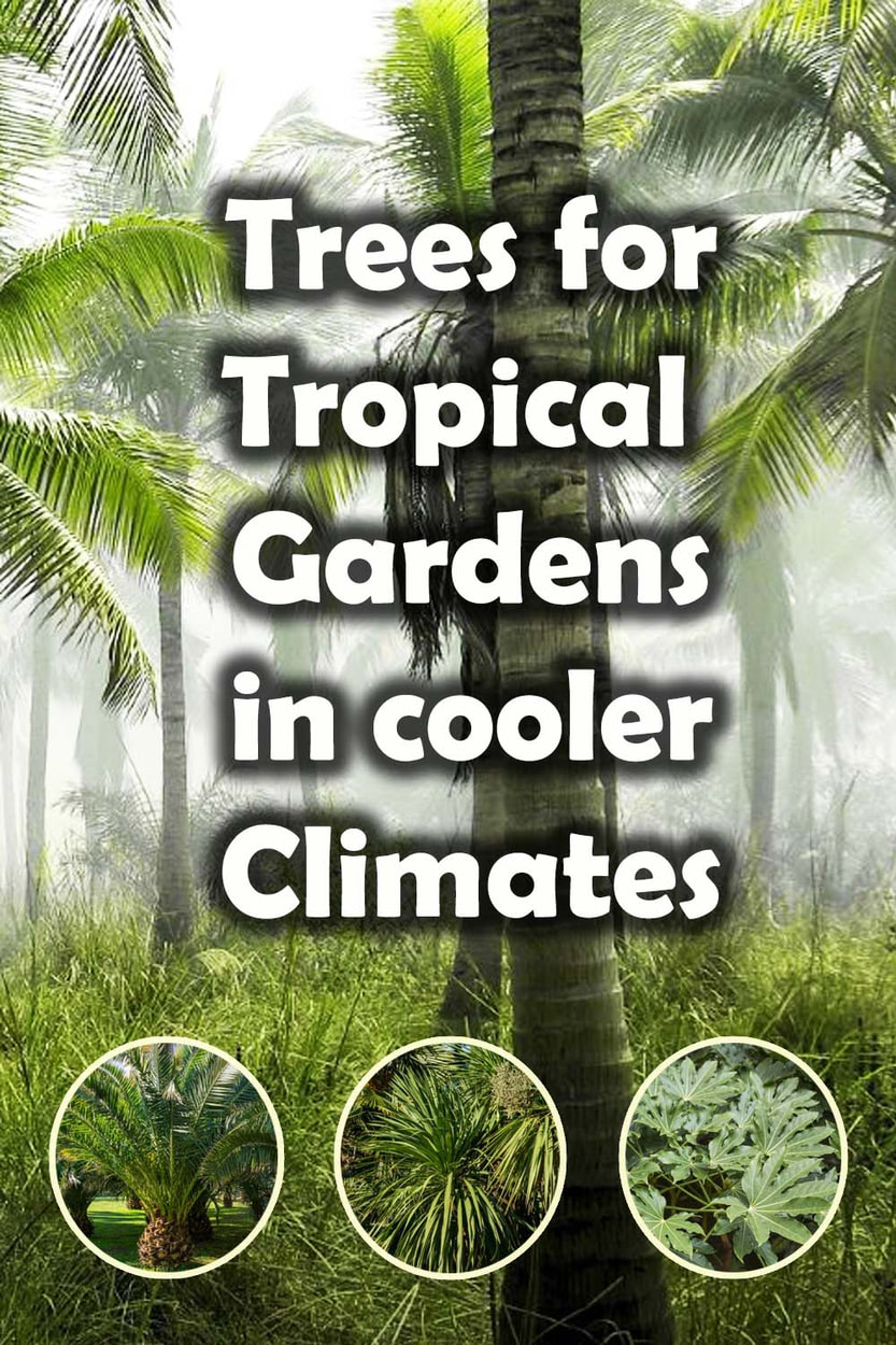 Best trees for tropical gardens 